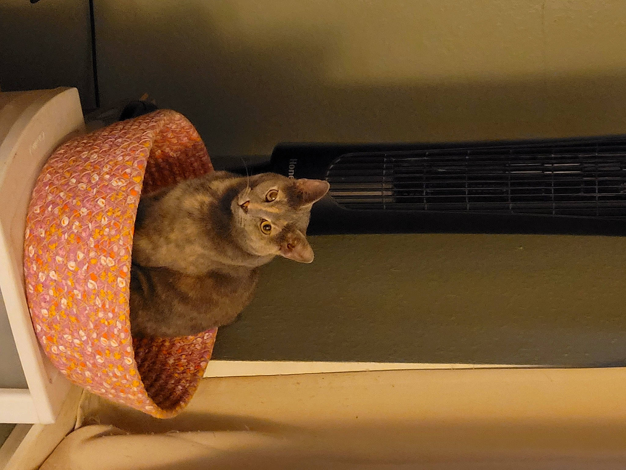 Bon Bon joined the competition — help win amazing prizes! art, artifact, carnivore, cat, cat_supply, comfort, domestic_short_haired_cat, felidae, fish, fur, room, sculpture, small_to_medium_sized_cats, tail, tints_and_shades, vehicle_door, visual_arts, whiskers, window, wood