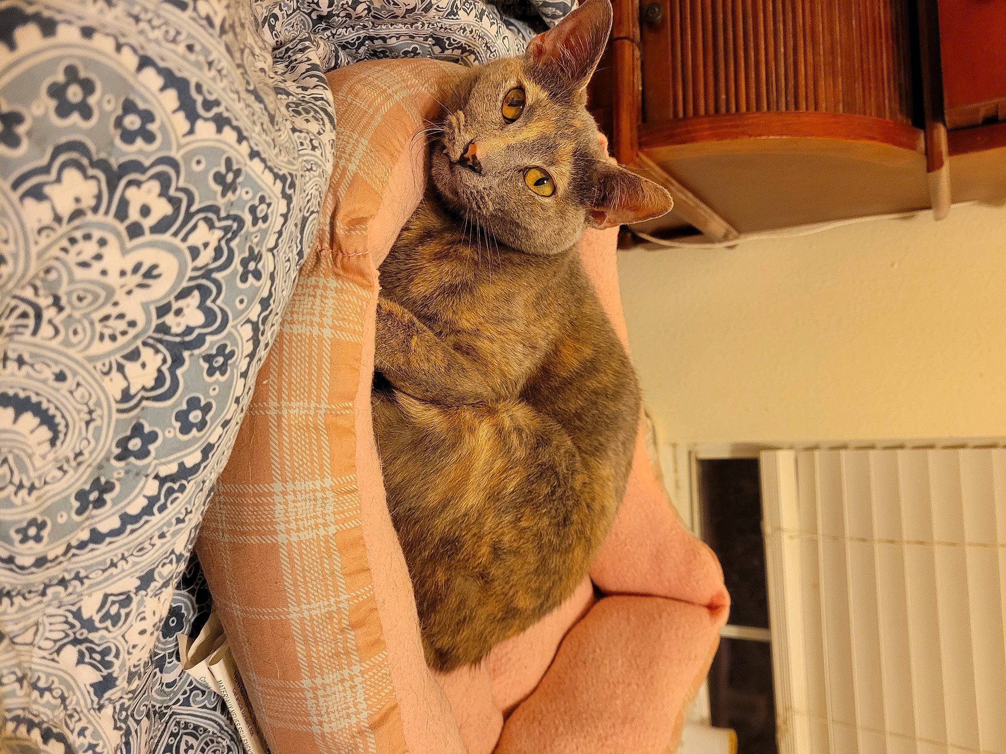 Bon Bon is registered to the contest to win money with this photo: carnivore, cat, claw, comfort, domestic_short_haired_cat, ear, fawn, felidae, fur, gesture, hand, linens, pattern, paw, small_to_medium_sized_cats, snout, tail, whiskers, wood