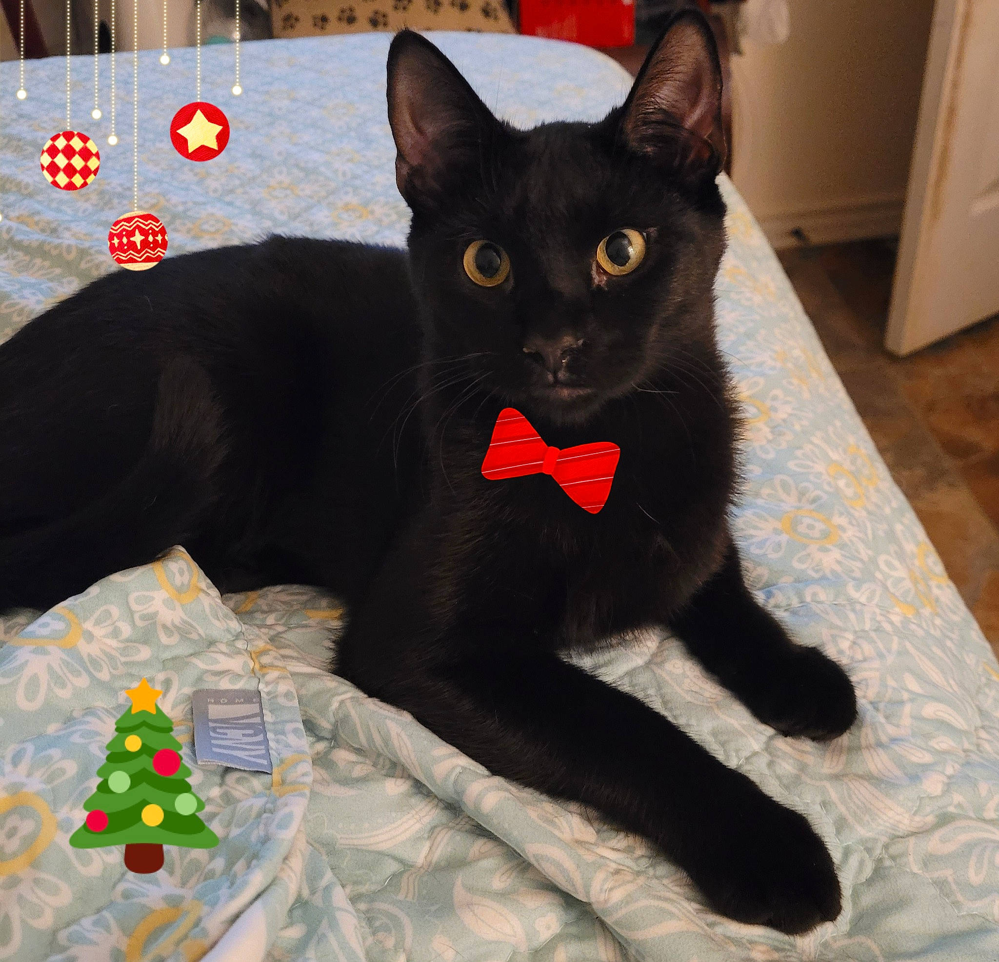 Titanic is registered to the contest to win money with this photo: black_cat, bombay, cabinetry, carmine, carnivore, cat, claw, comfort, domestic_short_haired_cat, door, event, felidae, flooring, fur, havana_brown, paw, small_to_medium_sized_cats, snout, tail, whiskers