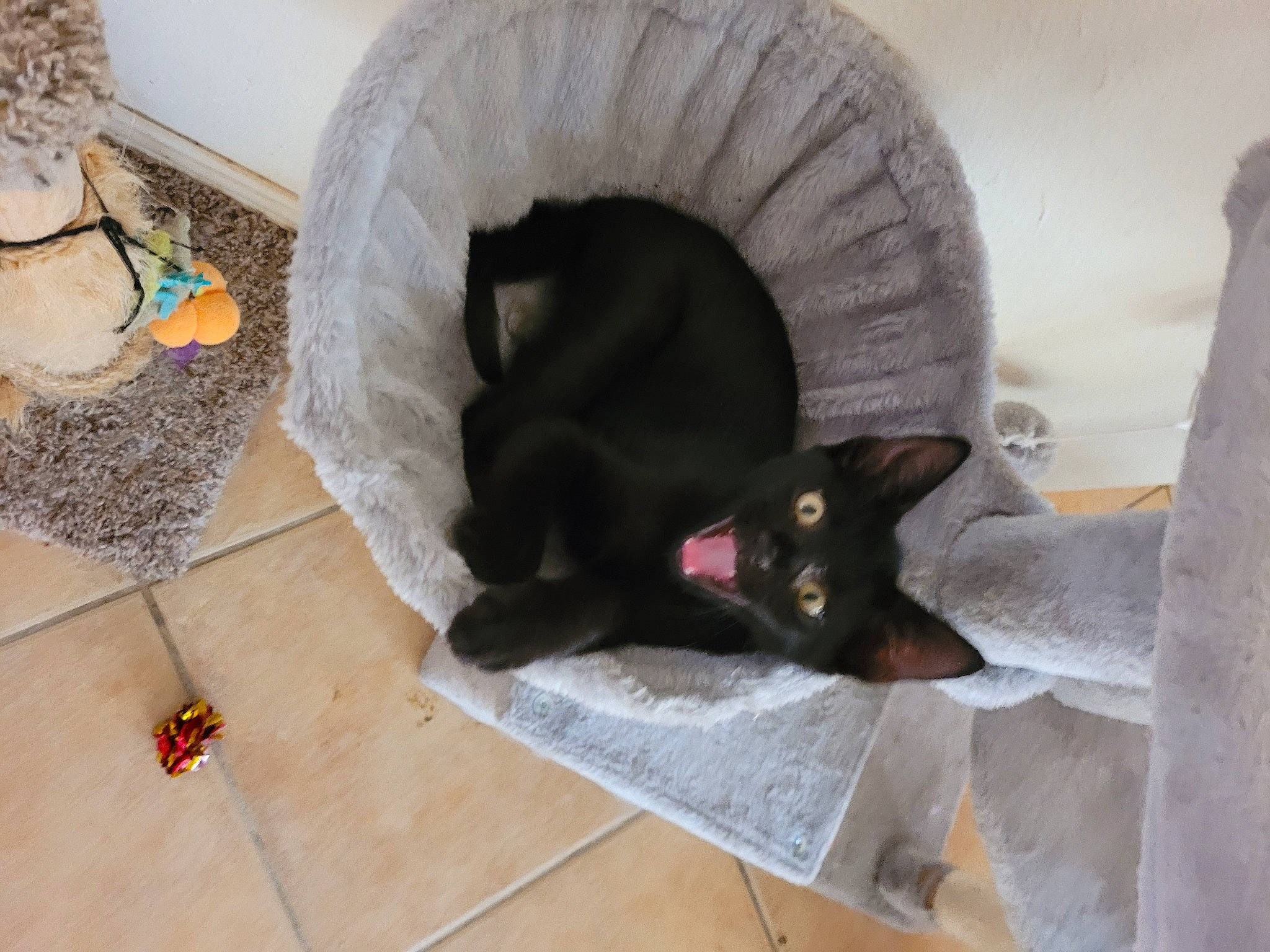 Titanic joined the competition — help win amazing prizes! black_cat, bombay, carnivore, cat, cat_supply, cloud, comfort, domestic_short_haired_cat, felidae, flooring, fur, grey, hardwood, mammal, small_to_medium_sized_cats, snout, tail, vertebrate, whiskers, wood