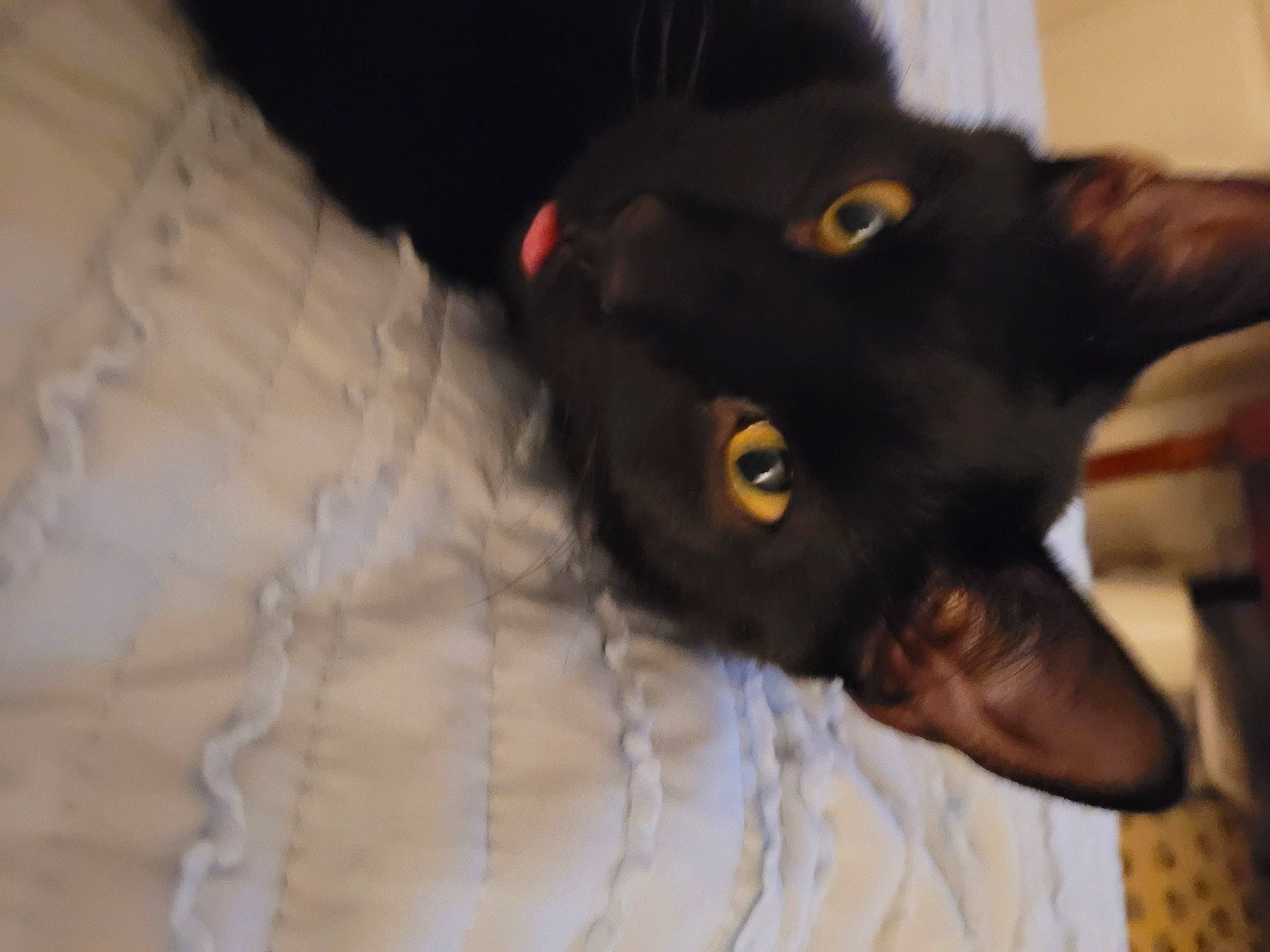 Titanic joined the competition — help win amazing prizes! black_cat, bombay, carnivore, cat, comfort, dog_breed, domestic_short_haired_cat, ear, felidae, fur, small_to_medium_sized_cats, snout, terrestrial_animal, whiskers