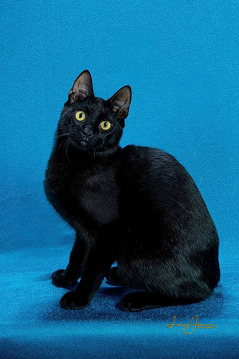 Titanic joined the competition — help win amazing prizes! black_cat, bombay, carnivore, cat, domestic_short_haired_cat, electric_blue, felidae, grey, iris, small_to_medium_sized_cats, snout, whiskers, window