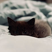 Luna is registered to the contest to win money with this photo: abyssinian, animal, bed, bedroom, blackcat, blanket, canine, cat, dog, fox, furniture, indoors, kitfox, kitten, manx, pet, room, siamese