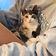 Tiny is registered to the contest to win money with this photo: animal, calico, cat, closeup, clothing, cozy, cute, fabric, feline, gray_sweatshirt, indoors, kitten, pet, pink_nose, pointed_ears, portrait, sitting, snuggling, whiskers, white_chest
