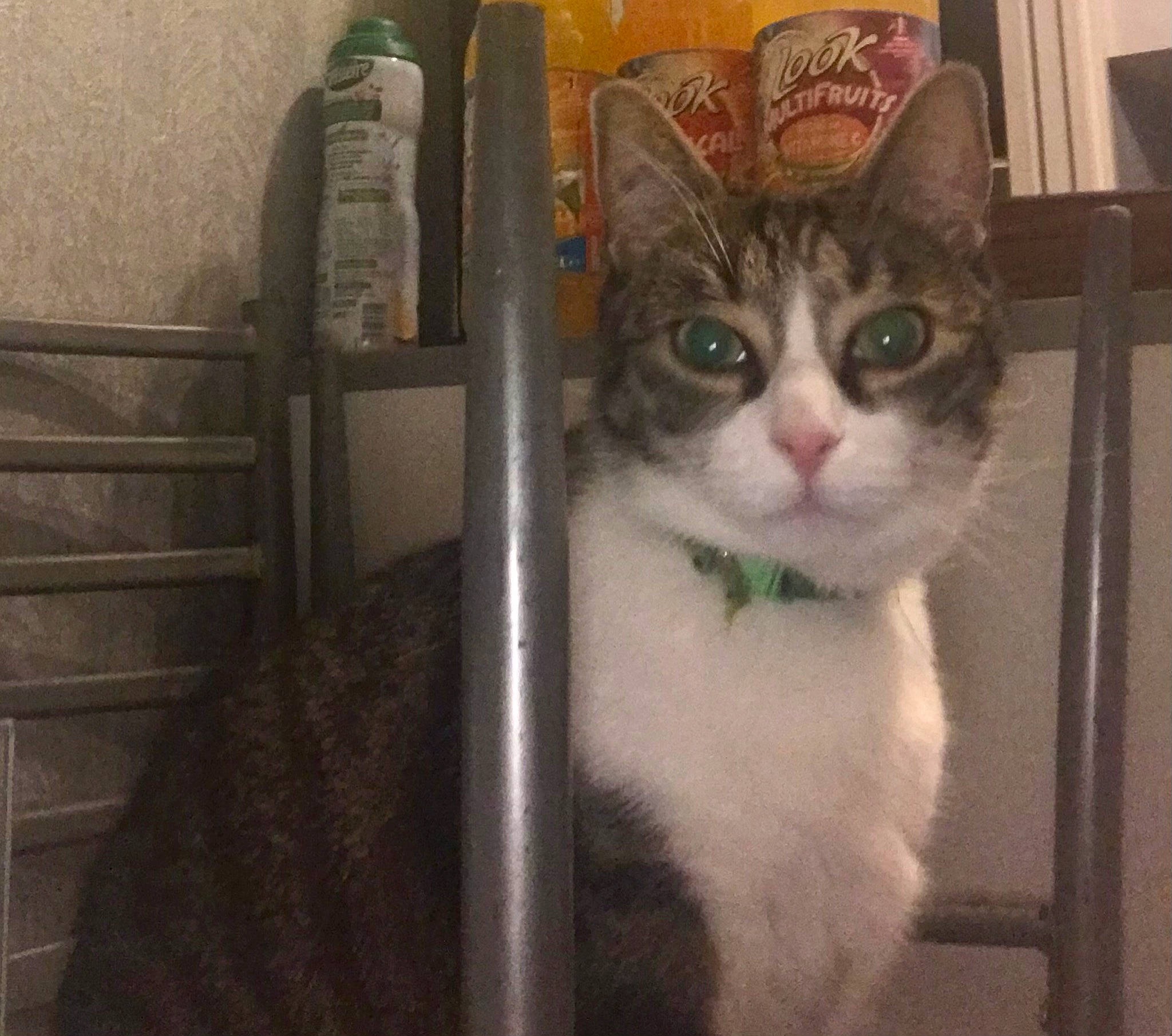 Tigry a rejoint le concours — aidez-le/la à gagner de superbes lots ! animal_shelter, box, carnivore, cat, cat_furniture, cat_supply, domestic_short_haired_cat, felidae, fur, metal, paw, pet_supply, photo_caption, small_to_medium_sized_cats, snout, tail, whiskers, window