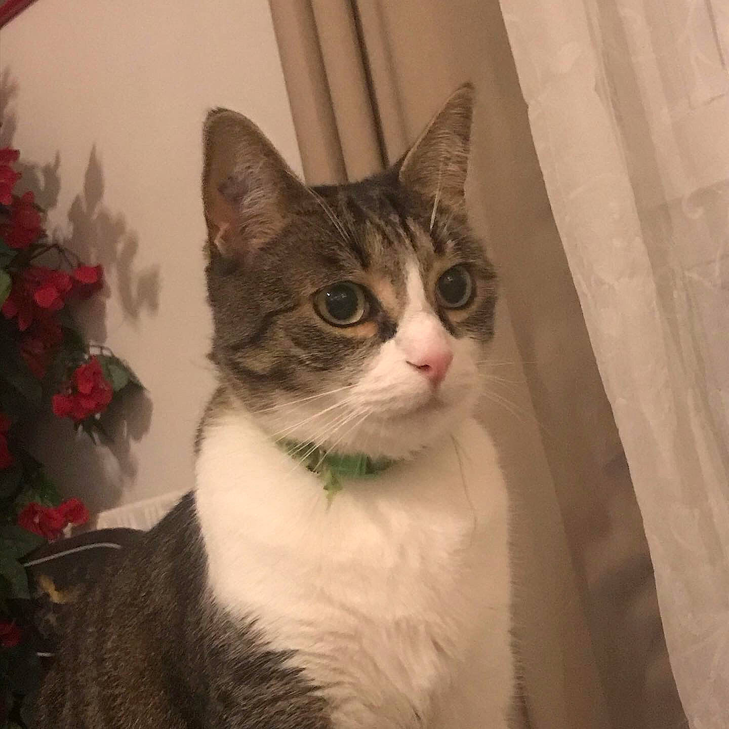 Tigry participe au concours pour gagner de l'argent avec cette photo : carnivore, cat, curtain, domestic_short_haired_cat, door, eye, fawn, felidae, fur, metal, paw, plant, small_to_medium_sized_cats, snout, stairs, tail, tree, whiskers, window, wood