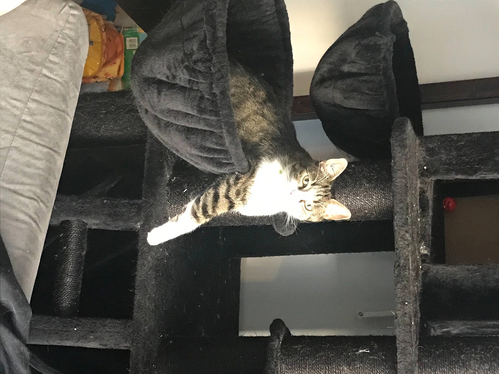 Tigry a rejoint le concours — aidez-le/la à gagner de superbes lots ! boot, carnivore, cat, comfort, couch, darkness, domestic_short_haired_cat, felidae, fur, human_leg, mammal, reptile, room, small_to_medium_sized_cats, sporting_group, tail, tree, whiskers, wing, wood