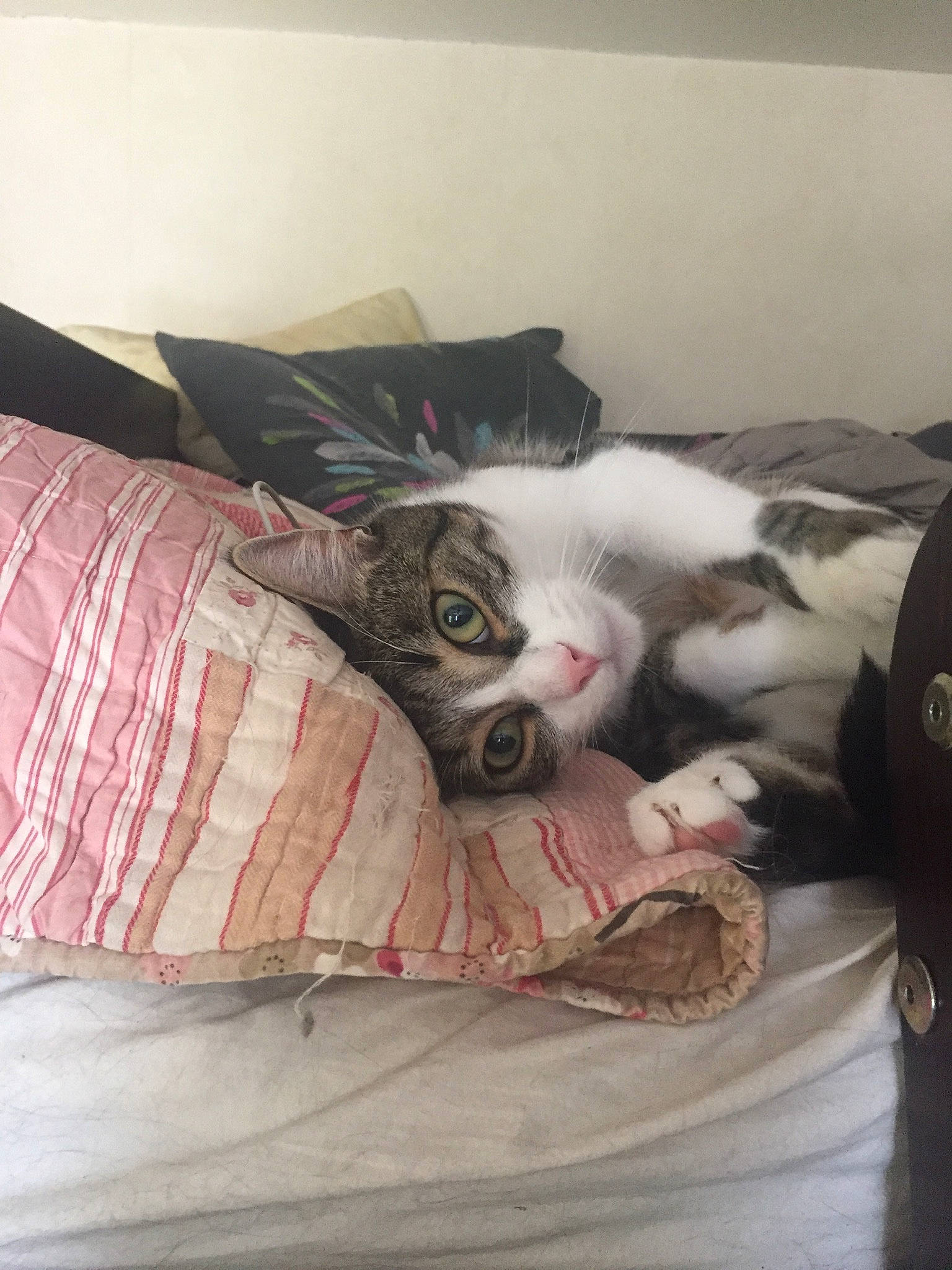 Tigry a rejoint le concours — aidez-le/la à gagner de superbes lots ! bed, bedding, bedroom, carnivore, cat, comfort, companion_dog, domestic_short_haired_cat, felidae, flooring, fur, grey, hardwood, linens, paw, room, small_to_medium_sized_cats, tail, whiskers, wood