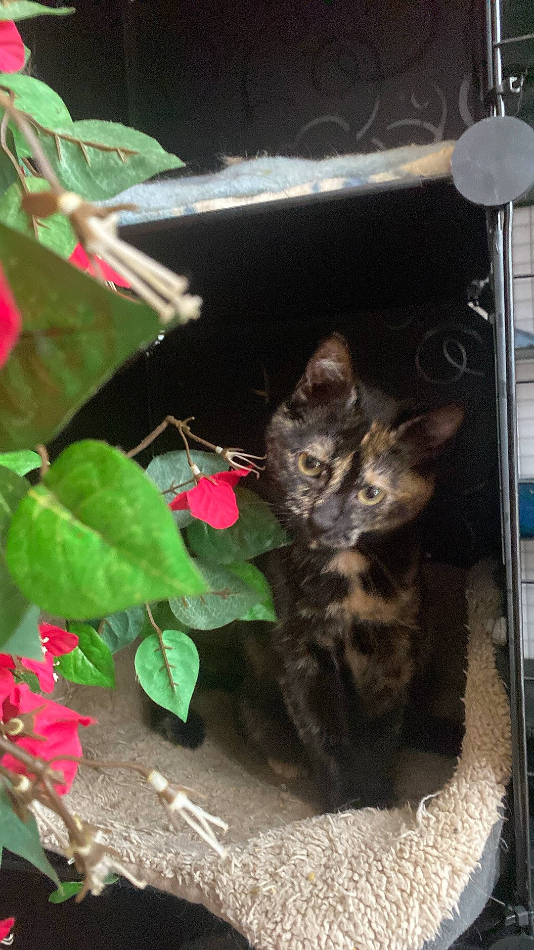 Umbrella a rejoint le concours — aidez-le/la à gagner de superbes lots ! annual_plant, black_cat, carnivore, cat, domestic_short_haired_cat, felidae, flower, flowerpot, fur, herbaceous_plant, houseplant, lamp, pet_supply, petal, plant, small_to_medium_sized_cats, snout, tail, terrestrial_plant, whiskers