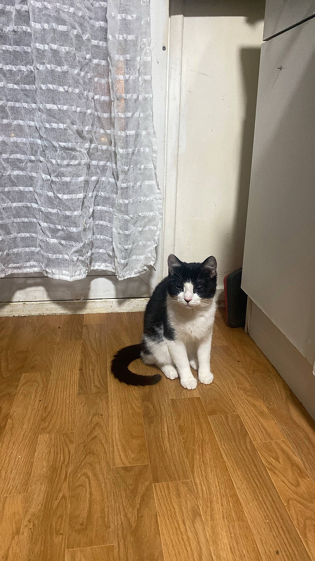 Uvet a rejoint le concours — aidez-le/la à gagner de superbes lots ! carnivore, cat, comfort, domestic_short_haired_cat, felidae, floor, flooring, fur, grey, hardwood, laminate_flooring, plywood, small_to_medium_sized_cats, snout, tail, whiskers, window, wood, wood_flooring, wood_stain