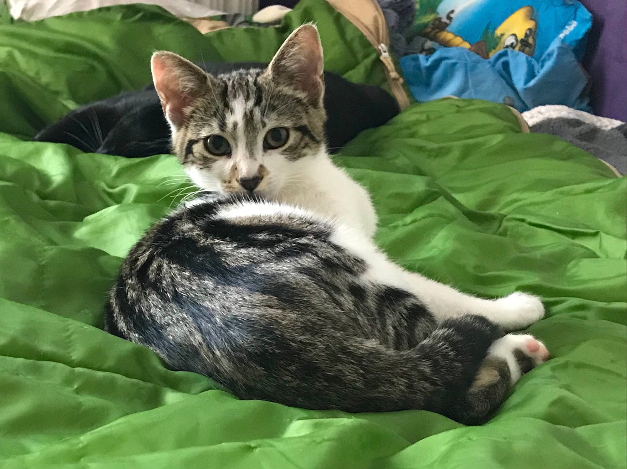 Sneige participe au concours pour gagner de l'argent avec cette photo : carnivore, cat, comfort, domestic_short_haired_cat, felidae, fur, grass, linens, paw, small_to_medium_sized_cats, tail, terrestrial_animal, tree, whiskers