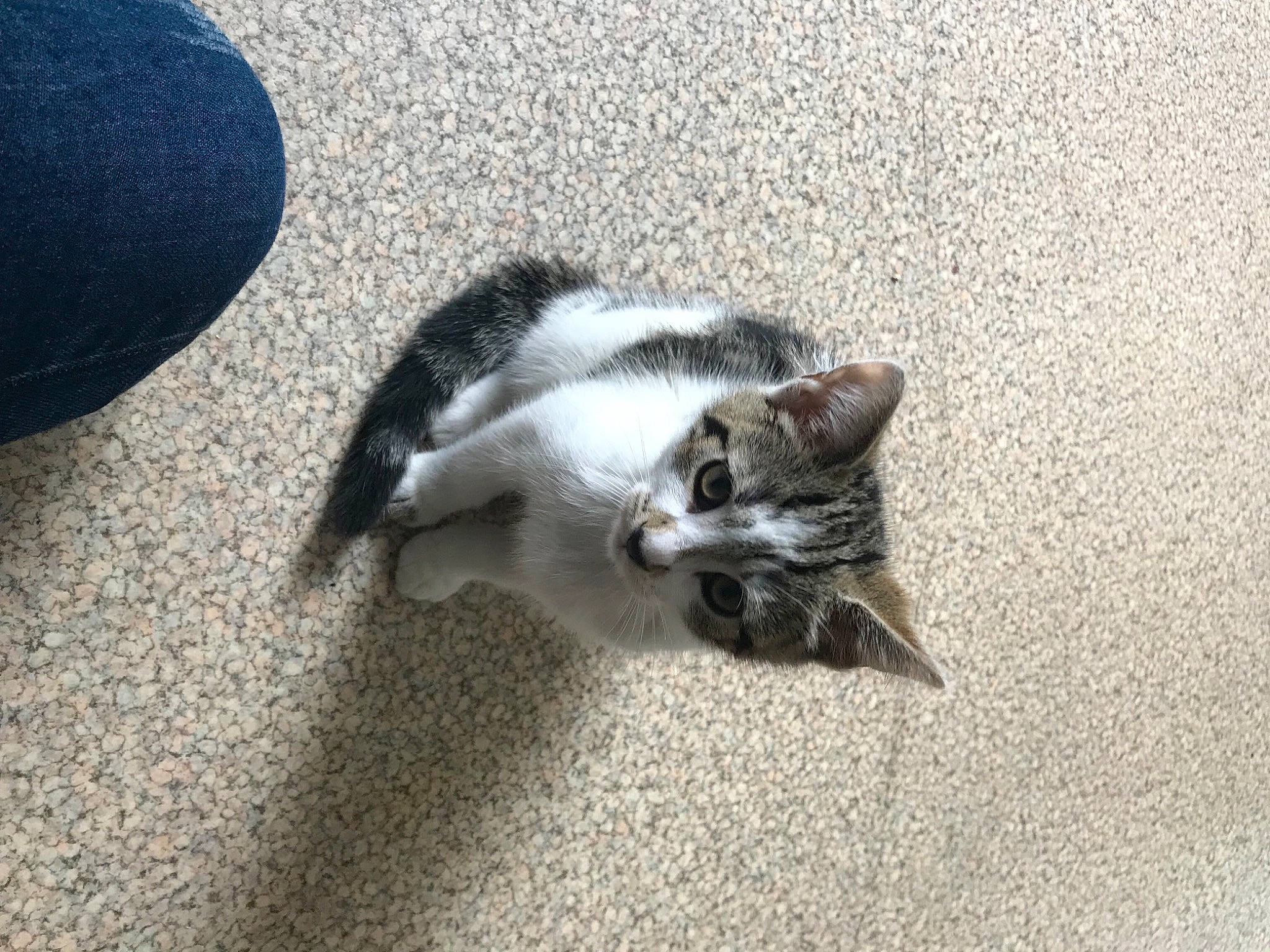 Sneige participe au concours pour gagner de l'argent avec cette photo : asphalt, carnivore, cat, dog_breed, domestic_short_haired_cat, felidae, floor, flooring, fur, grey, paw, road_surface, sand, shadow, small_to_medium_sized_cats, snout, tail, whiskers