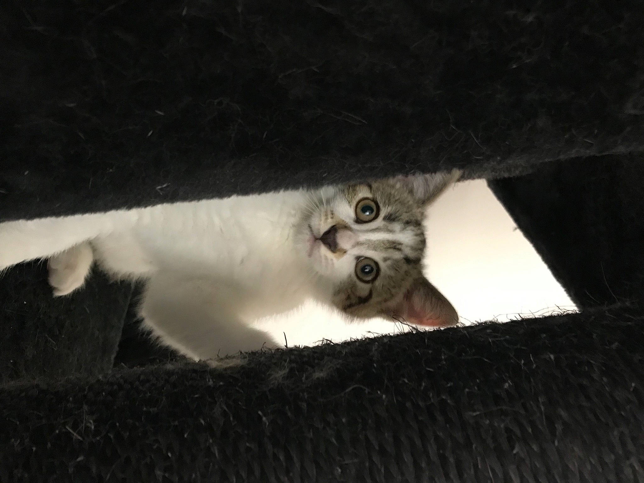 Sneige participe au concours pour gagner de l'argent avec cette photo : carnivore, cat, claw, darkness, domestic_short_haired_cat, felidae, fur, grey, monochrome, monochrome_photography, night, paw, shadow, small_to_medium_sized_cats, snout, tail, tree, whiskers, window, wood