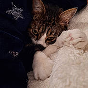 Petit Cœur participe au concours pour gagner de l'argent avec cette photo : cat, blanket, star_pattern, white_paws, tabby_cat, close_up, cozy, resting, sleepy_eyes, fur, pet, indoor, soft_texture, warm, relaxed, cute, animal, comfort, snuggled, cute_pet
