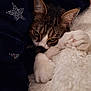 cat, blanket, star_pattern, white_paws, tabby_cat, close_up, cozy, resting, sleepy_eyes, fur, pet, indoor, soft_texture, warm, relaxed, cute, animal, comfort, snuggled, cute_pet