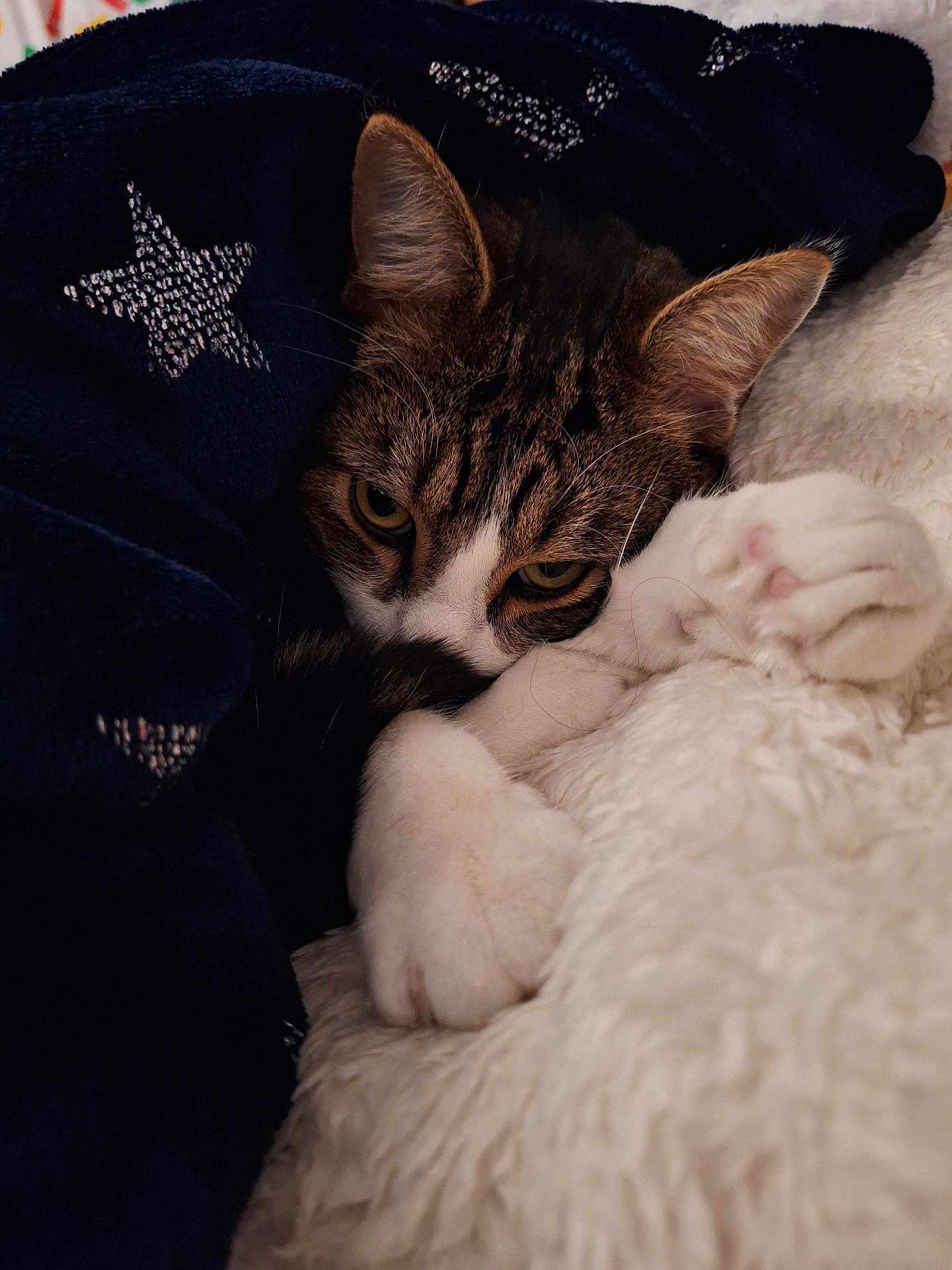Petit Cœur participe au concours pour gagner de l'argent avec cette photo : cat, blanket, star_pattern, white_paws, tabby_cat, close_up, cozy, resting, sleepy_eyes, fur, pet, indoor, soft_texture, warm, relaxed, cute, animal, comfort, snuggled, cute_pet