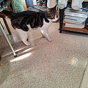 Petit Cœur participe au concours pour gagner de l'argent avec cette photo : books, bookshelf, cat, chair, ears, floor, head, home_office, indoor, linoleum, paws, pet, plush_toy, striped_fur, sunlight, tabby_cat, table_leg, tail, walking, white_fur