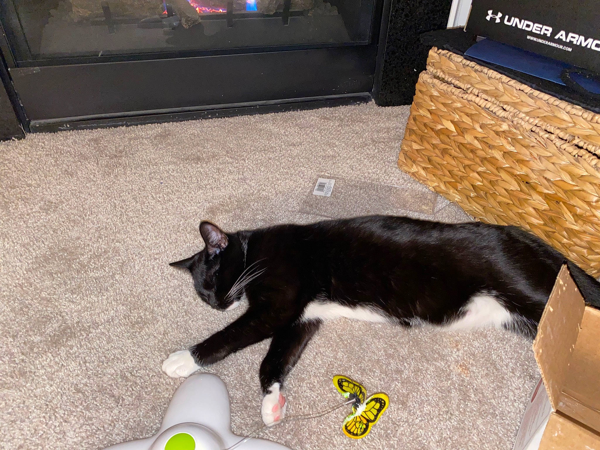 Louie joined the competition — help win amazing prizes! black_cat, canidae, carnivore, carpet, cat, claw, comfort, dog_breed, domestic_short_haired_cat, felidae, floor, flooring, fur, hardwood, paw, small_to_medium_sized_cats, sporting_group, tail, whiskers, wood