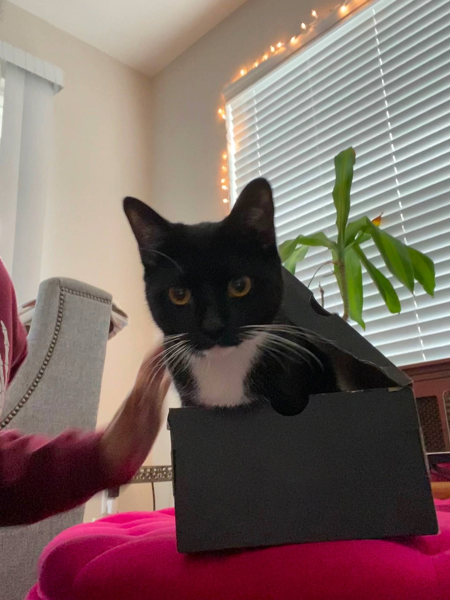 Louie joined the competition — help win amazing prizes! black_cat, carnivore, cat, chair, comfort, domestic_short_haired_cat, felidae, formal_wear, fur, linens, magenta, pet_supply, plant, room, small_to_medium_sized_cats, tail, tints_and_shades, whiskers, window, window_blind