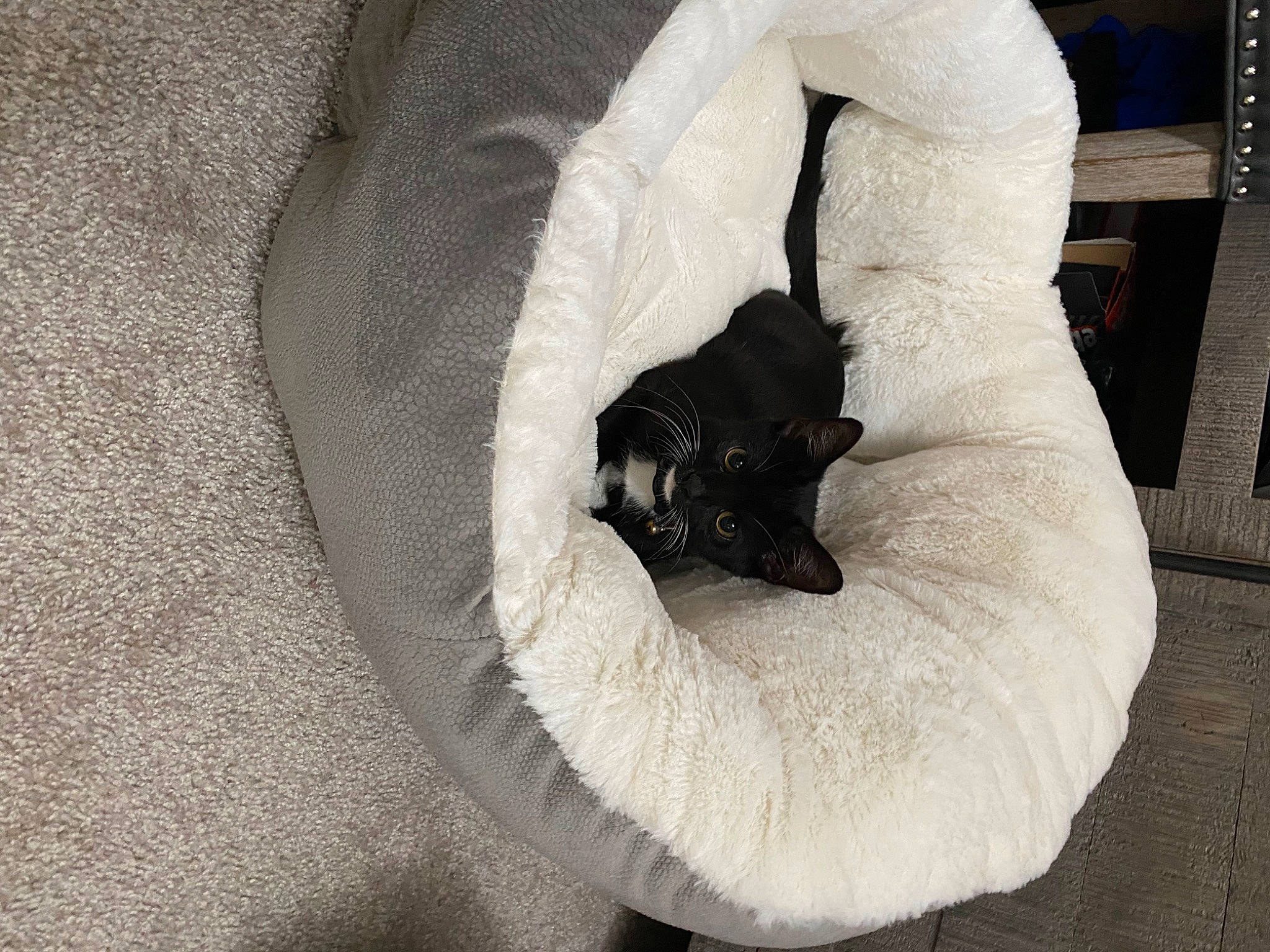 Louie is registered to the contest to win money with this photo: black_cat, canidae, carnivore, cat, cat_bed, claw, comfort, companion_dog, dog_breed, felidae, fur, grey, linens, paw, small_to_medium_sized_cats, snout, sporting_group, tail, toy_dog, whiskers