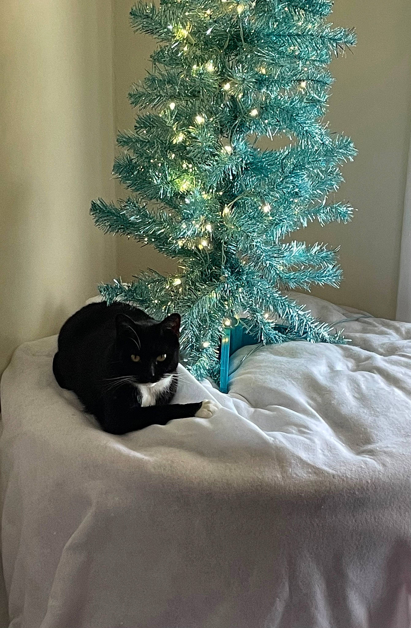 Louie is registered to the contest to win money with this photo: carnivore, cat, christmas_decoration, christmas_ornament, christmas_tree, comfort, evergreen, felidae, furniture, grey, interior_design, linens, ornament, plant, small_to_medium_sized_cats, tints_and_shades, tree, whiskers, window, wood