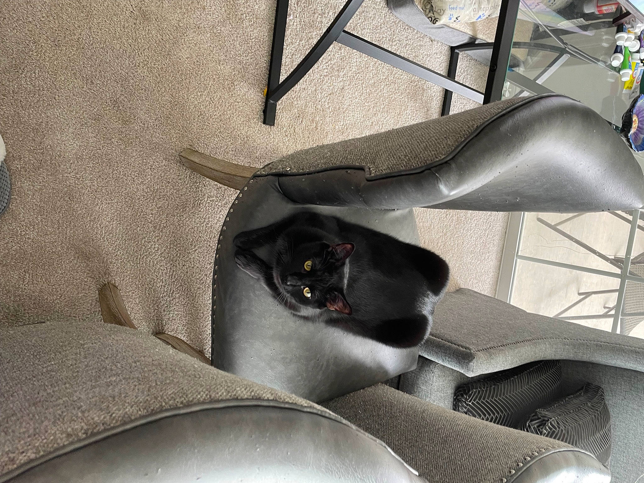 Onyx joined the competition — help win amazing prizes! auto_part, automotive_design, car_seat, car_seat_cover, carmine, carnivore, comfort, dog, grey, human_leg, luxury_vehicle, metal, motor_vehicle, pattern, thigh