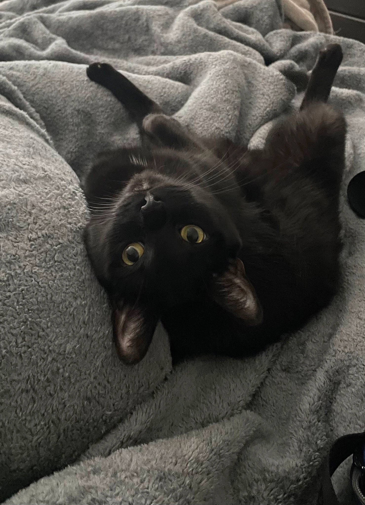 Onyx is registered to the contest to win money with this photo: black_cat, canidae, carnivore, cat, claw, comfort, dog_breed, domestic_short_haired_cat, fawn, felidae, fur, grey, nap, paw, small_to_medium_sized_cats, snout, sporting_group, tail, terrestrial_animal, whiskers