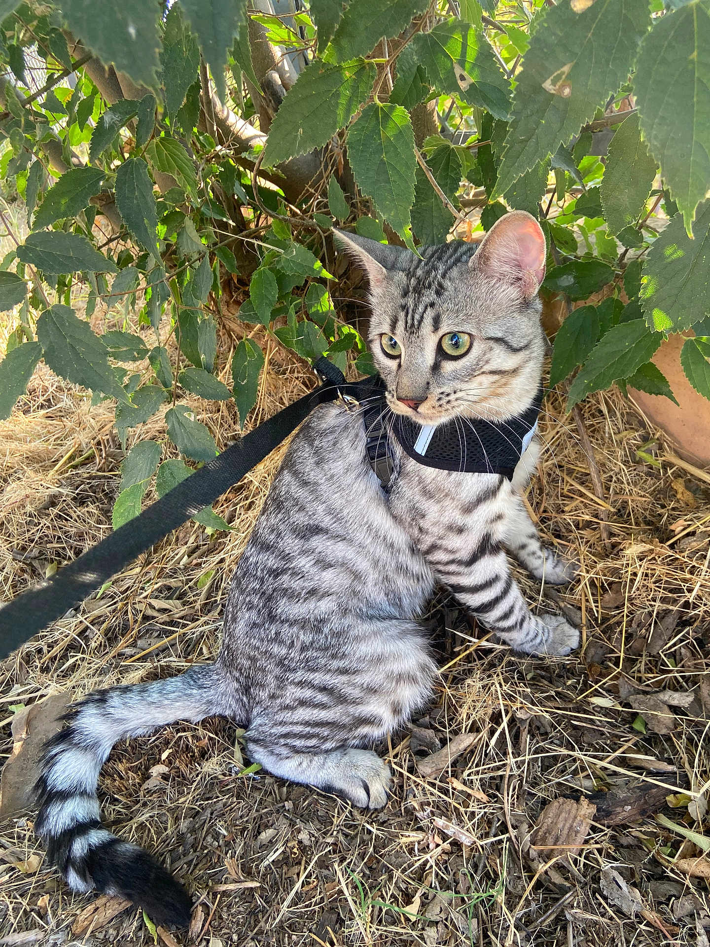 Grisou participe au concours pour gagner de l'argent avec cette photo : cat, tabby, animal, pet, outdoor, grass, leaves, harness, nature, feline, curious, alert, young, whiskers, tail, tree, ground, daylight, mammal, domestic