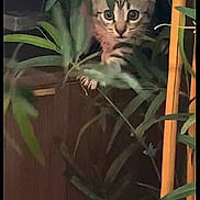 Grisou participe au concours pour gagner de l'argent avec cette photo : kitten, cat, indoor, plant, greenery, curious, paw, wooden_furniture, leaf, pet, animal, young_cat, explorer, cute, eyes, feline, nature, houseplant, closeup, adorable