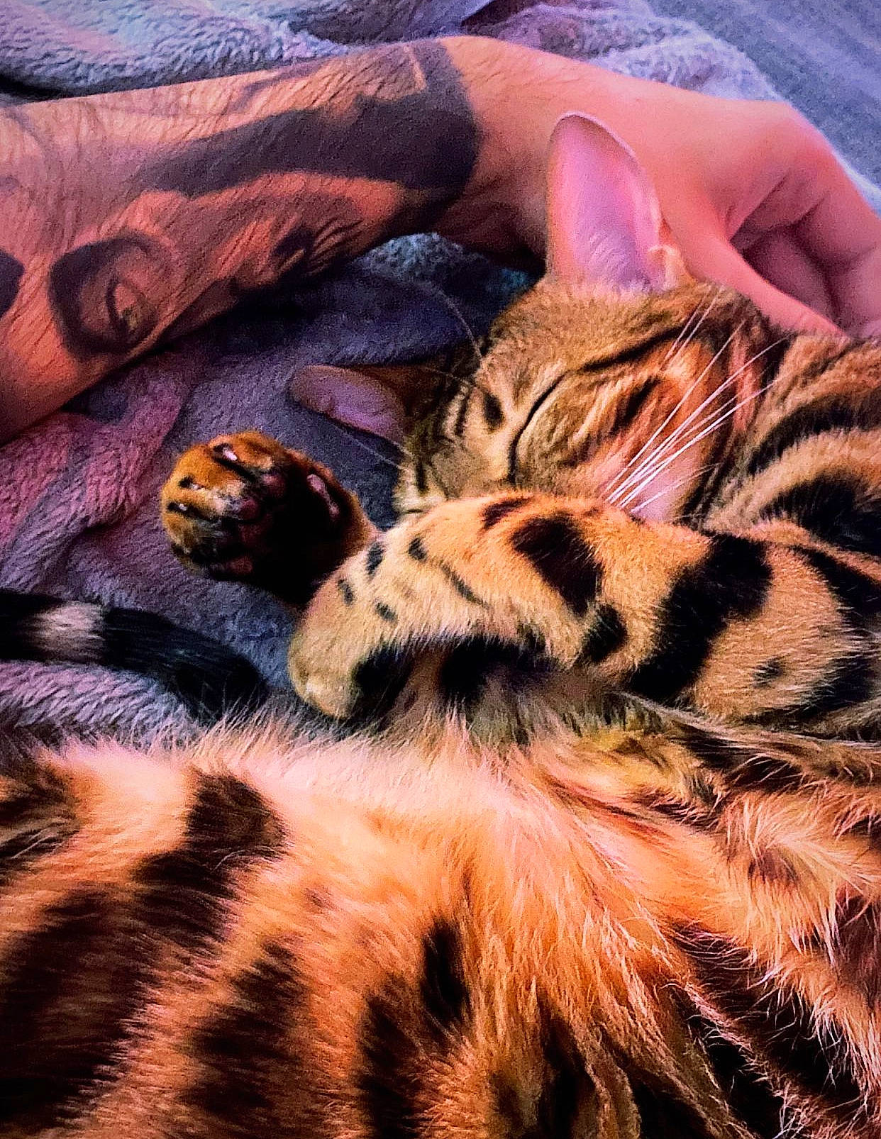 Street a rejoint le concours — aidez-le/la à gagner de superbes lots ! bengal_tiger, big_cats, carnivore, cat, close_up, cloud, comfort, eye, fawn, felidae, fur, organism, pattern, siberian_tiger, small_to_medium_sized_cats, snout, terrestrial_animal, tiger, whiskers, wildlife