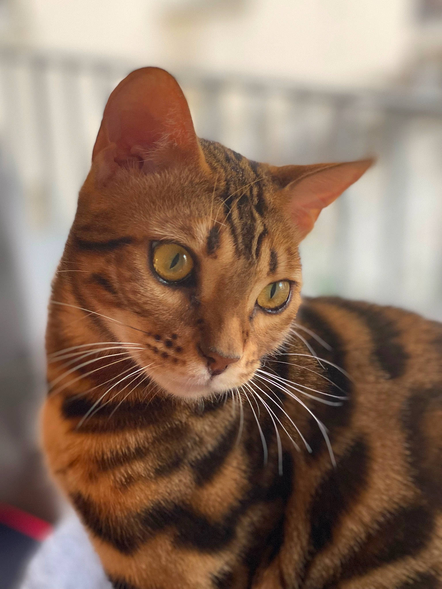 Street a rejoint le concours — aidez-le/la à gagner de superbes lots ! carnivore, cat, domestic_short_haired_cat, felidae, fur, small_to_medium_sized_cats, snout, terrestrial_animal, whiskers, wildlife