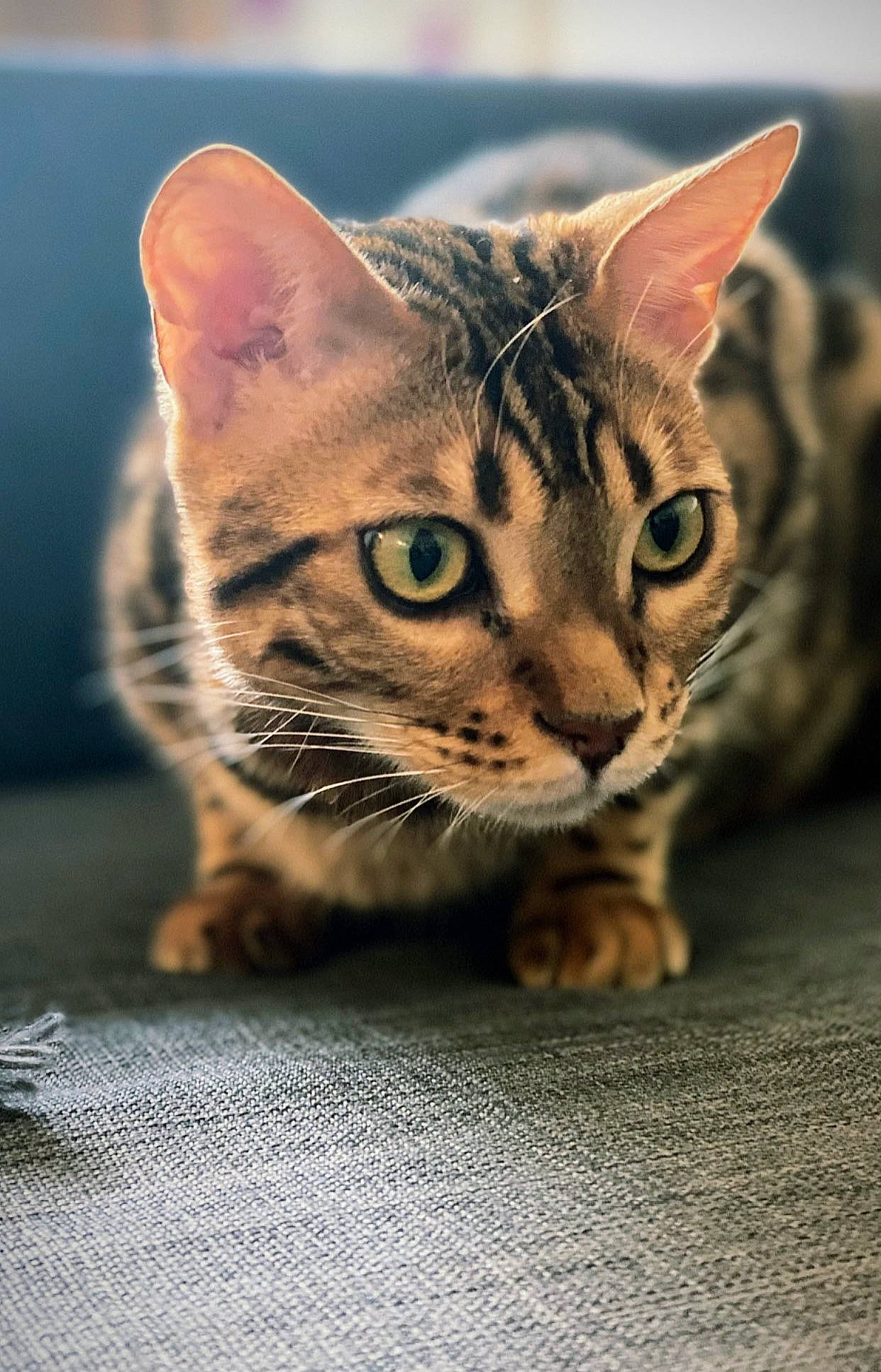 Street a rejoint le concours — aidez-le/la à gagner de superbes lots ! brown, carnivore, cat, close_up, domestic_short_haired_cat, felidae, fur, grass, paw, small_to_medium_sized_cats, snout, terrestrial_animal, whiskers, wildlife