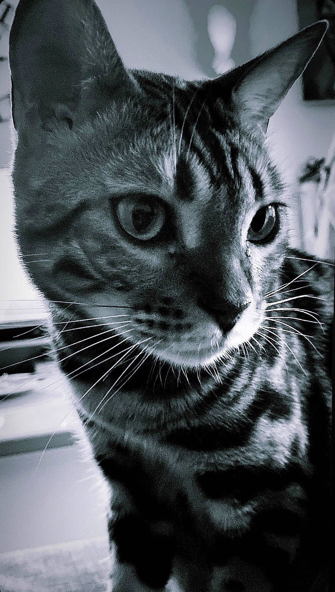 Street participe au concours pour gagner de l'argent avec cette photo : black_and_white, carnivore, cat, darkness, domestic_short_haired_cat, eye, felidae, fur, grey, iris, monochrome, monochrome_photography, small_to_medium_sized_cats, snout, terrestrial_animal, whiskers, wildlife, window