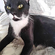 Prince is registered to the contest to win money with this photo: cat, black_cat, white_fur, yellow_eyes, pet, indoor, bedspread, patterned, relaxed, whiskers, ears, feline, animal, domestic_cat, resting, fur, close_up, laying, comfort, curious