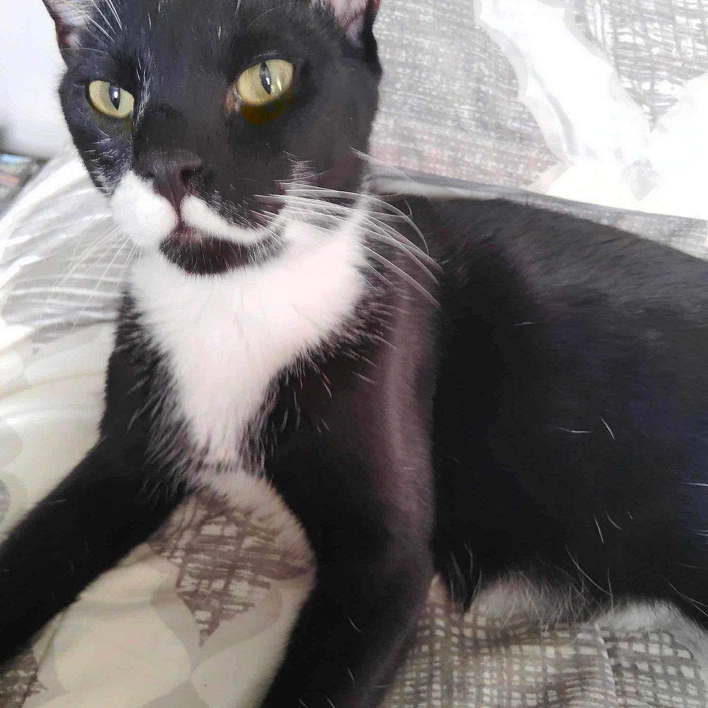 Prince is registered to the contest to win money with this photo: animal, bedspread, black_cat, cat, close_up, comfort, curious, domestic_cat, ears, feline, fur, indoor, laying, patterned, pet, relaxed, resting, whiskers, white_fur, yellow_eyes