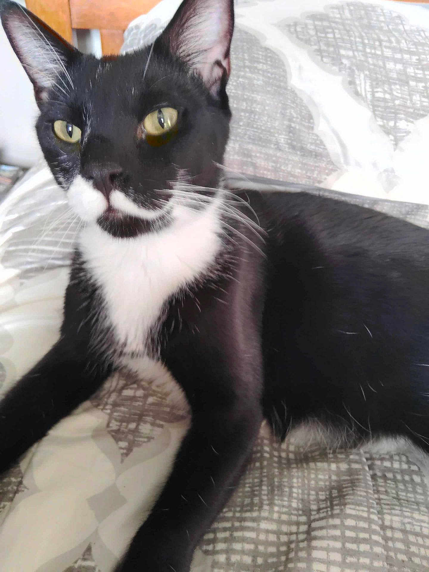 Prince is registered to the contest to win money with this photo: cat, black_cat, white_fur, yellow_eyes, pet, indoor, bedspread, patterned, relaxed, whiskers, ears, feline, animal, domestic_cat, resting, fur, close_up, laying, comfort, curious