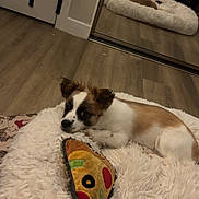 Enzo Rambo joined the competition — help win amazing prizes! dog, toy, pizza_slice, fluffy_bed, mirror, wooden_floor, person_reflection, indoor, pet, brown_and_white, rope_toy, relaxed, bedroom, casual, plush, flooring, cute, lying_down, home, cozy