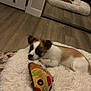 dog, toy, pizza_slice, fluffy_bed, mirror, wooden_floor, person_reflection, indoor, pet, brown_and_white, rope_toy, relaxed, bedroom, casual, plush, flooring, cute, lying_down, home, cozy
