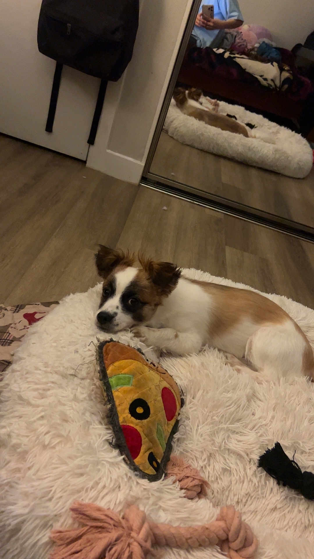 Enzo Rambo joined the competition — help win amazing prizes! dog, toy, pizza_slice, fluffy_bed, mirror, wooden_floor, person_reflection, indoor, pet, brown_and_white, rope_toy, relaxed, bedroom, casual, plush, flooring, cute, lying_down, home, cozy