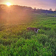 Cosmo participe au concours pour gagner de l'argent avec cette photo : dog, grass, field, sunset, sun, nature, outdoor, greenery, rural, landscape, sky, tree, path, animal, canine, peaceful, scenic, daylight, meadow, flora