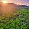 dog, grass, field, sunset, sun, nature, outdoor, greenery, rural, landscape, sky, tree, path, animal, canine, peaceful, scenic, daylight, meadow, flora