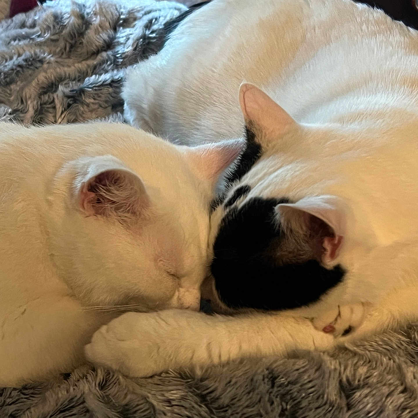 Snowball And Oreo is registered to the contest to win money with this photo: animal, black_and_white_cat, blanket, cat, close_up, cozy, cute, feline, friendship, fur, indoor, peaceful, pet, relaxed, resting, sleeping, snuggle, soft_texture, two_cats, white_cat