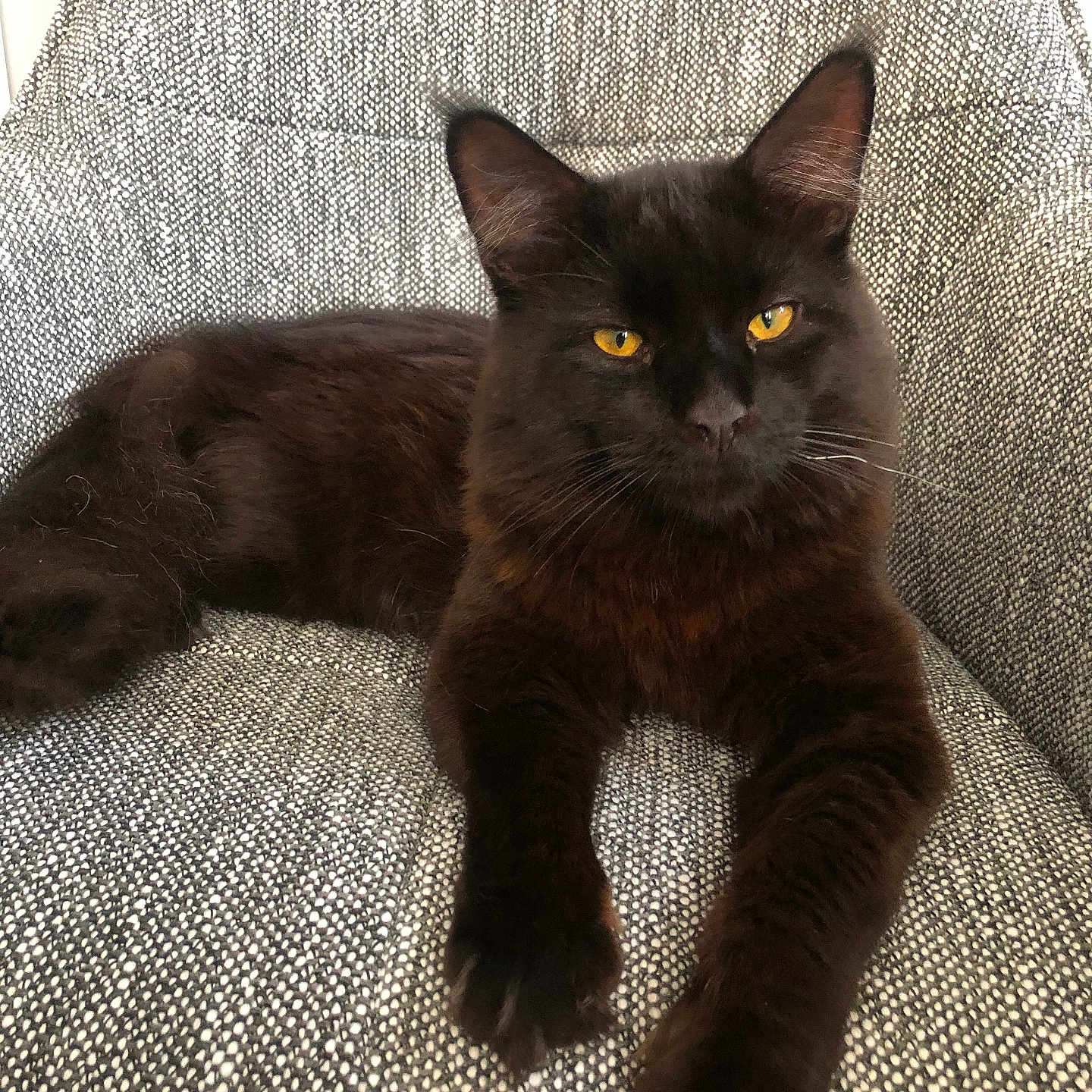 Haku participe au concours pour gagner de l'argent avec cette photo : abyssinian, animal, armchair, blackcat, cat, chair, couch, cushion, furniture, homedecor, kitten, manx, pet