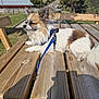 dog, small_dog, fluffy, white, brown, blue_harness, leash, wooden_table, picnic_table, outdoor, sunlight, shadow, grass, trees, mountains, nature, relaxing, pet, daytime, scenic