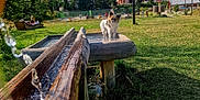 Uko a rejoint le concours — aidez-le/la à gagner de superbes lots ! dog, water, wood, grass, mountain, outdoor, sunny, park, trees, building, sky, cloud, trough, small_dog, nature, playful, water_stream, landscape, animal, daytime