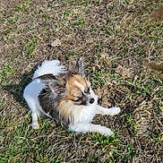 Uko a rejoint le concours — aidez-le/la à gagner de superbes lots ! dog, small_dog, fluffy, outdoor, grass, earth, sunlight, pet, animal, nature, lying_down, brown_fur, white_fur, black_fur, canine, ears, tail, relaxed, daylight, ground