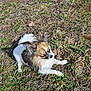 dog, small_dog, fluffy, outdoor, grass, earth, sunlight, pet, animal, nature, lying_down, brown_fur, white_fur, black_fur, canine, ears, tail, relaxed, daylight, ground