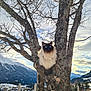 cat, tree, snow, mountains, village, sky, clouds, nature, outdoor, animal, winter, bare_tree, fluffy_cat, blue_eyes, scenic, wildlife, perched, landscape, daytime, majestic