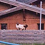 cat, animal, outdoor, walking, concrete_barrier, wooden_house, mountain, rope, grass, nature, fence, pet, mammal, rural, daylight, building, tail, fur, window, path