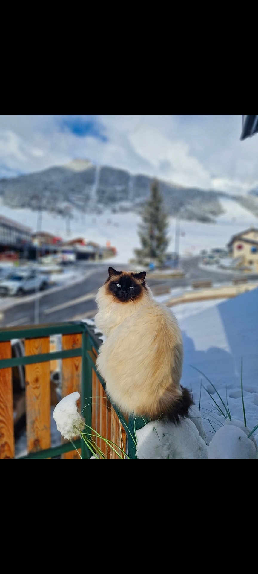 Timba